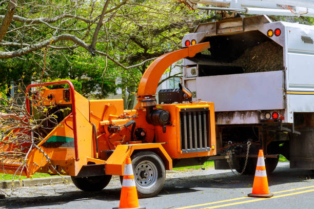 Tree and Shrub Care in Rolesville, NC