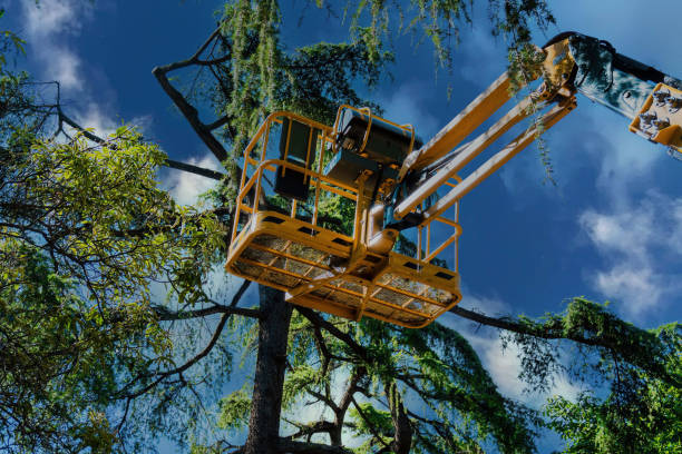 Trusted Rolesville, NC  Tree Services Experts